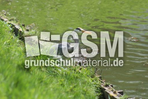 Graureiher-A 156.jpg